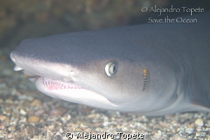 White Tip Shark, Coco Island Costa Rica by Alejandro Topete 